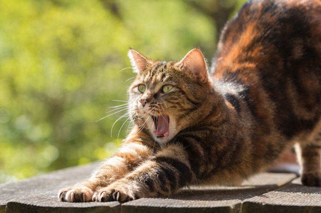 Pet Cat Yawning