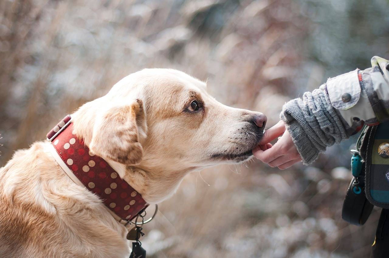 Therapy Dogs